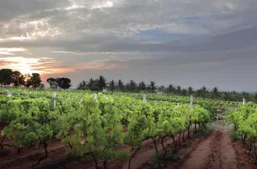 Grover Zampa Vineyards
