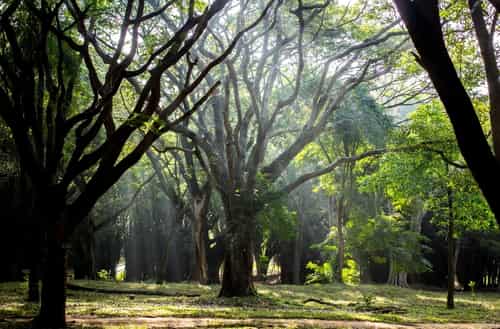 Cubbon Park
