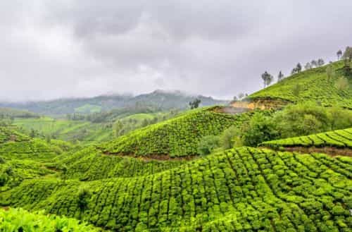 Wayanad, Kerala: Green & Less Commercial