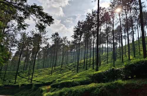 Chikmagalur, Karnataka: Coffee & Cool Weather|
