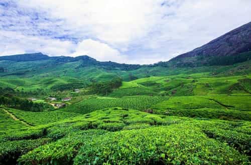 Munnar, Kerala: Tea Gardens & Cool Views