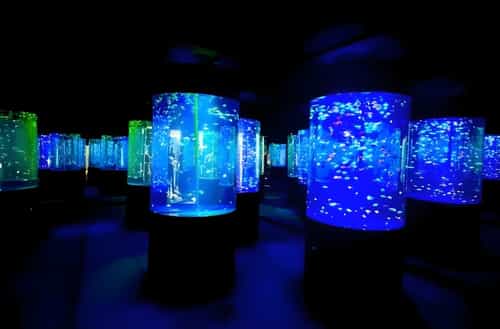 Aquarium Paradise