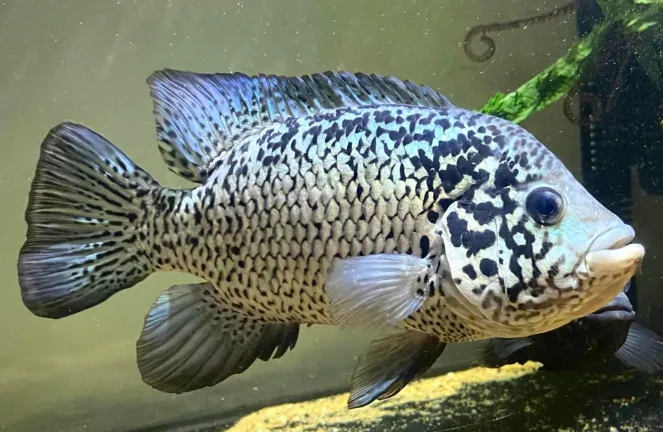 Cuban Cichlid – Habitat, Diet, Size, Care & Fun Facts